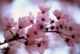 Cherry-Blossoms2