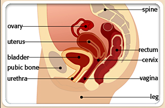 Female Pelvis - Female pelvis including bladder, urethra, vaginal canal, vagina.