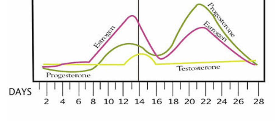 Testosterone Changes Chart