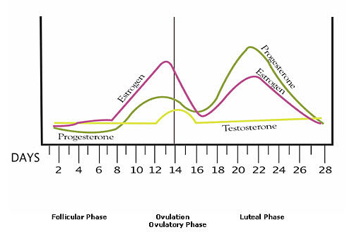 Chart of hormonal changes in women's monthly cycles- shows fluctuations of estrogen, testosterone and progesterone.