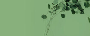 Eucalyptus
