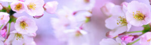 Purple flowers