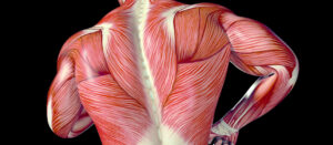 Back Muscles illustration