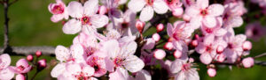 Cherry Blossoms