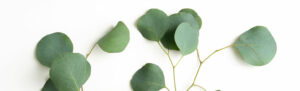 Eucalyptus leaves