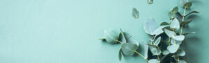 Eucalyptus leaves