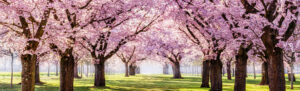 Tree blooms in the park
